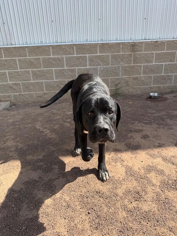 Enlarge biggie, a Adoptable Mixed Breed in Hobbs, NM image 4/6