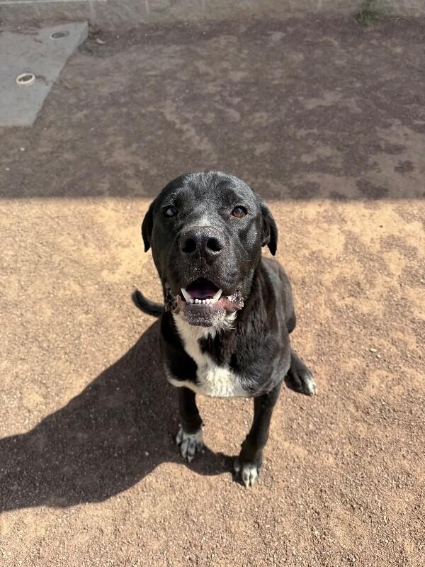 Enlarge biggie, a Adoptable Mixed Breed in Hobbs, NM image 5/6