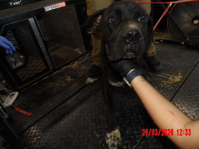 Enlarge biggie, a Adoptable Mixed Breed in Hobbs, NM image 6/6