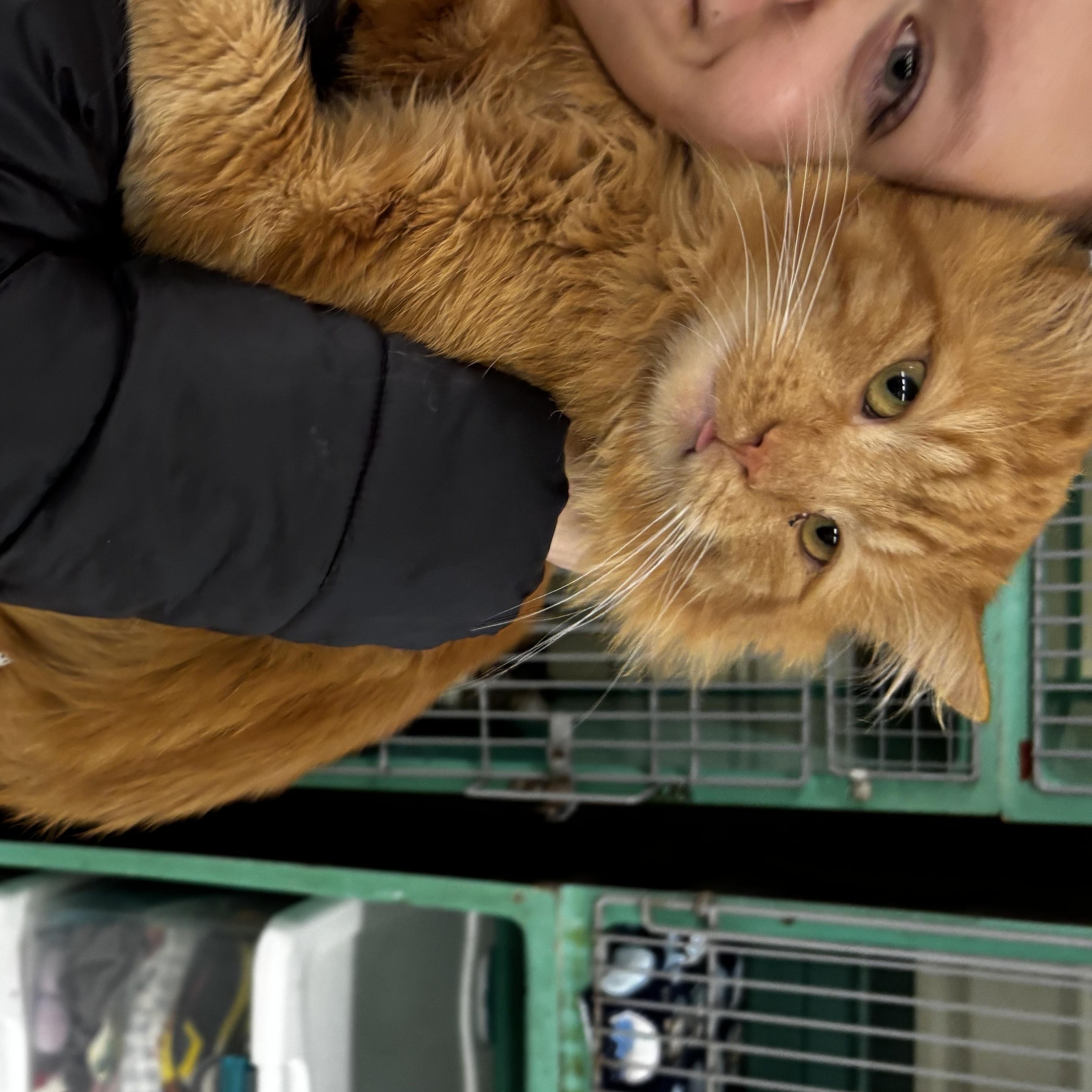 Lorax, ADOPTABLE, Young Male Domestic Long Hair.