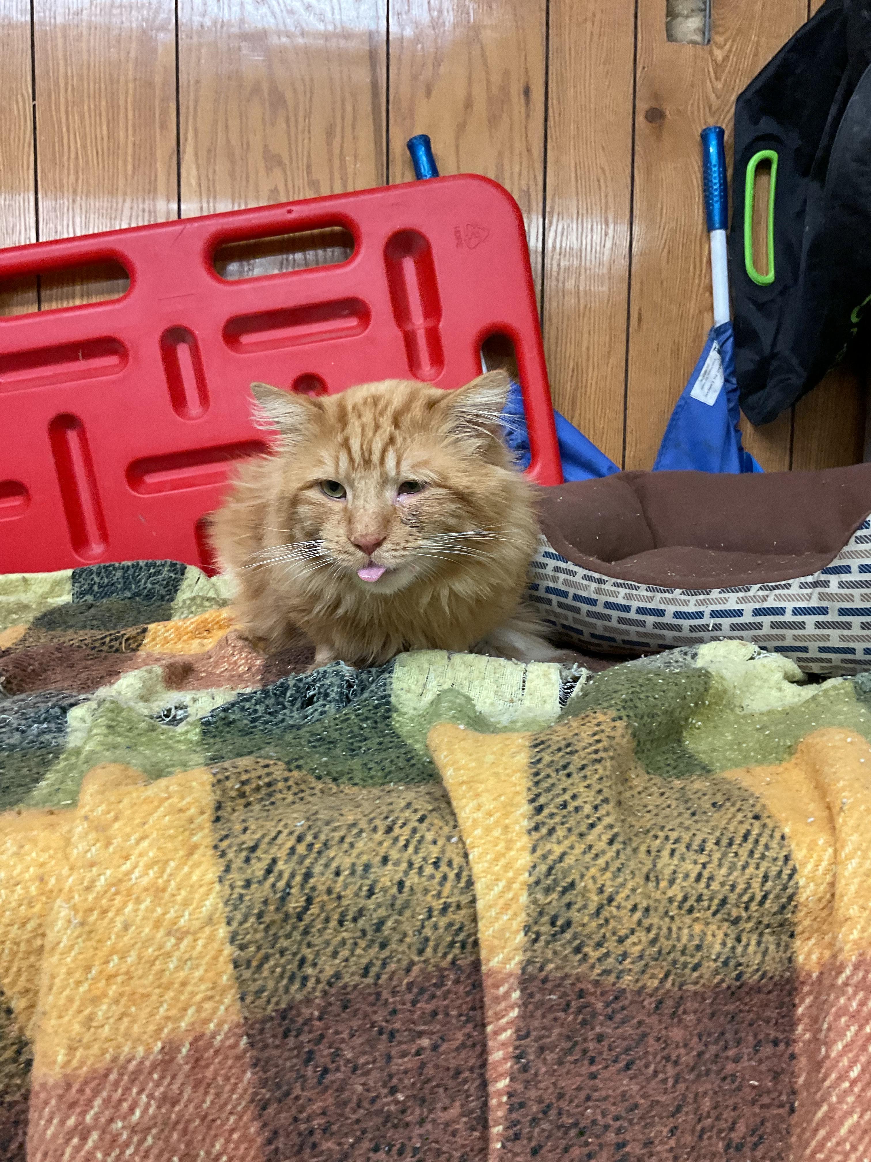 Enlarge Lorax, a ADOPTABLE Domestic Long Hair in Fort Madison, IA image 3/5