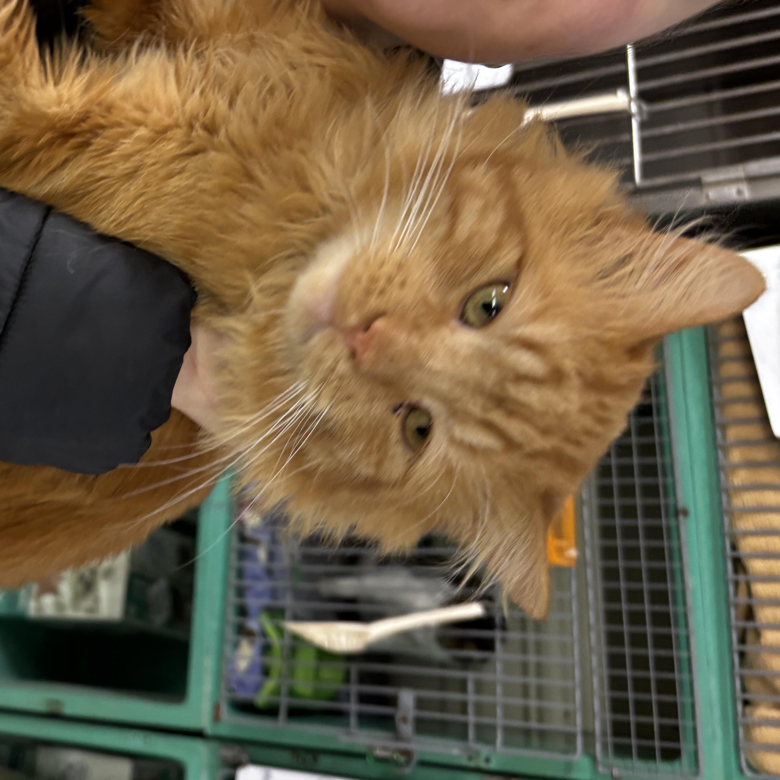 Enlarge Lorax, a ADOPTABLE Domestic Long Hair in Fort Madison, IA image 4/5