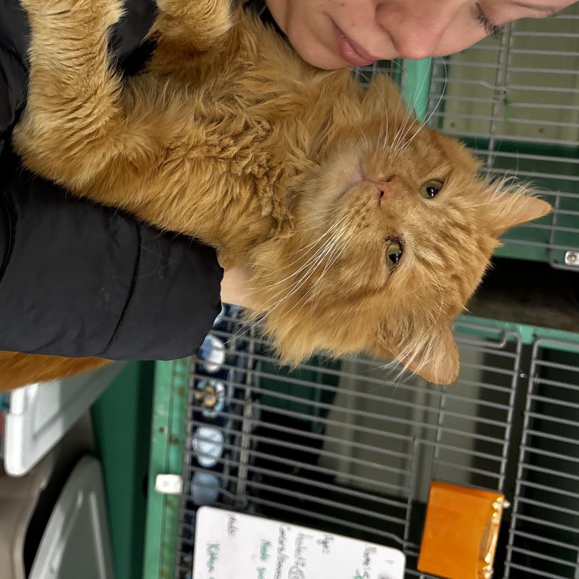 Enlarge Lorax, a ADOPTABLE Domestic Long Hair in Fort Madison, IA image 5/5