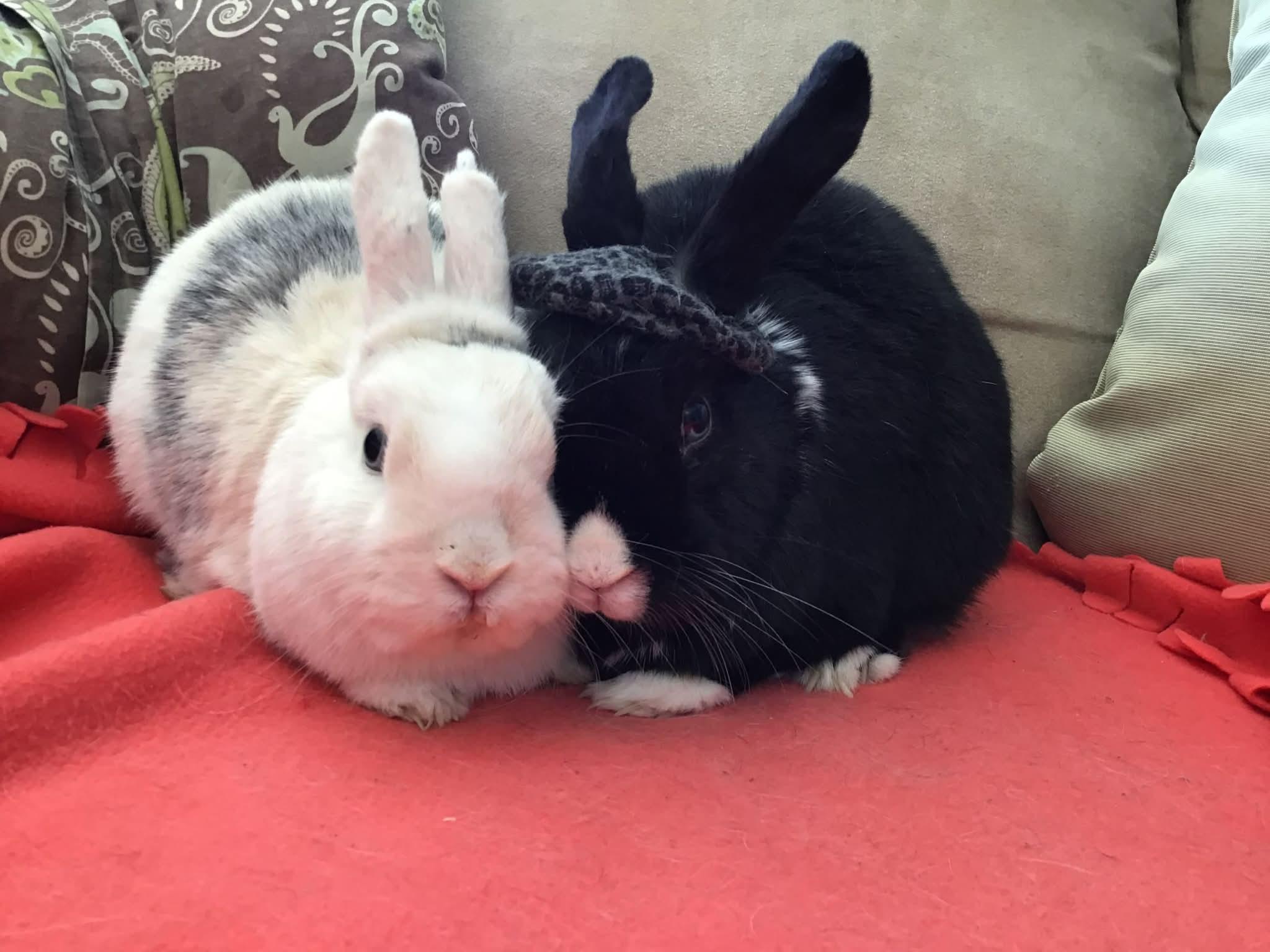 Lightning, Adoptable, Senior Male Dwarf & Harlequin.