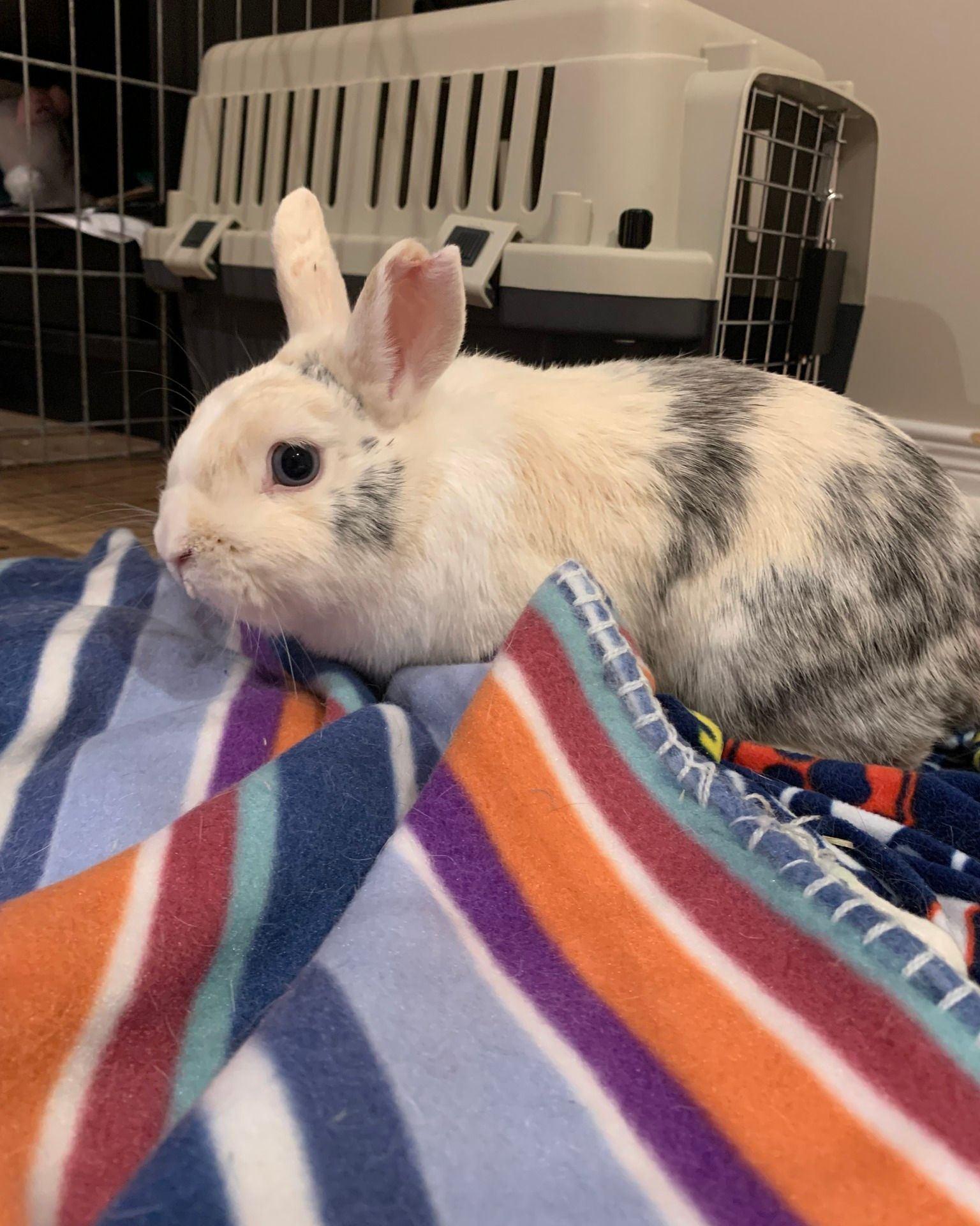 Enlarge Lightning, a Adoptable mixed breed in Kemptville, ON image 2/4