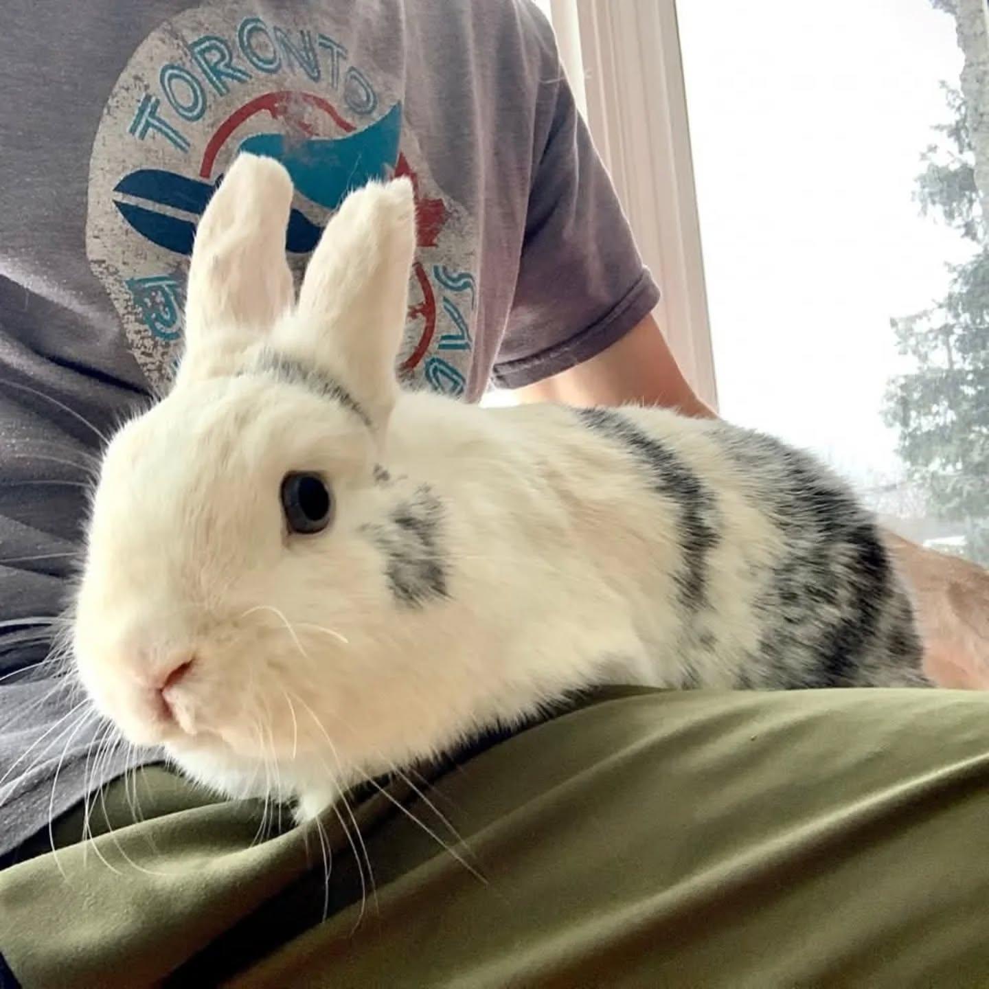 Enlarge Lightning, a Adoptable mixed breed in Kemptville, ON image 4/4