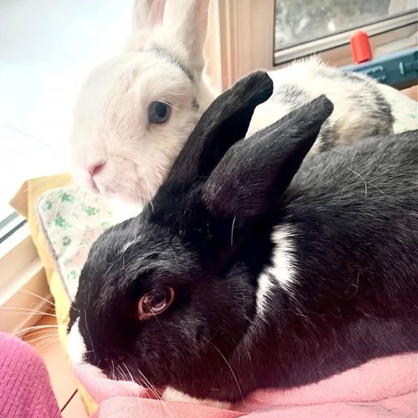 Lightning (Bonded to Rosie), ADOPTABLE, Adult Male Dwarf & Harlequin.