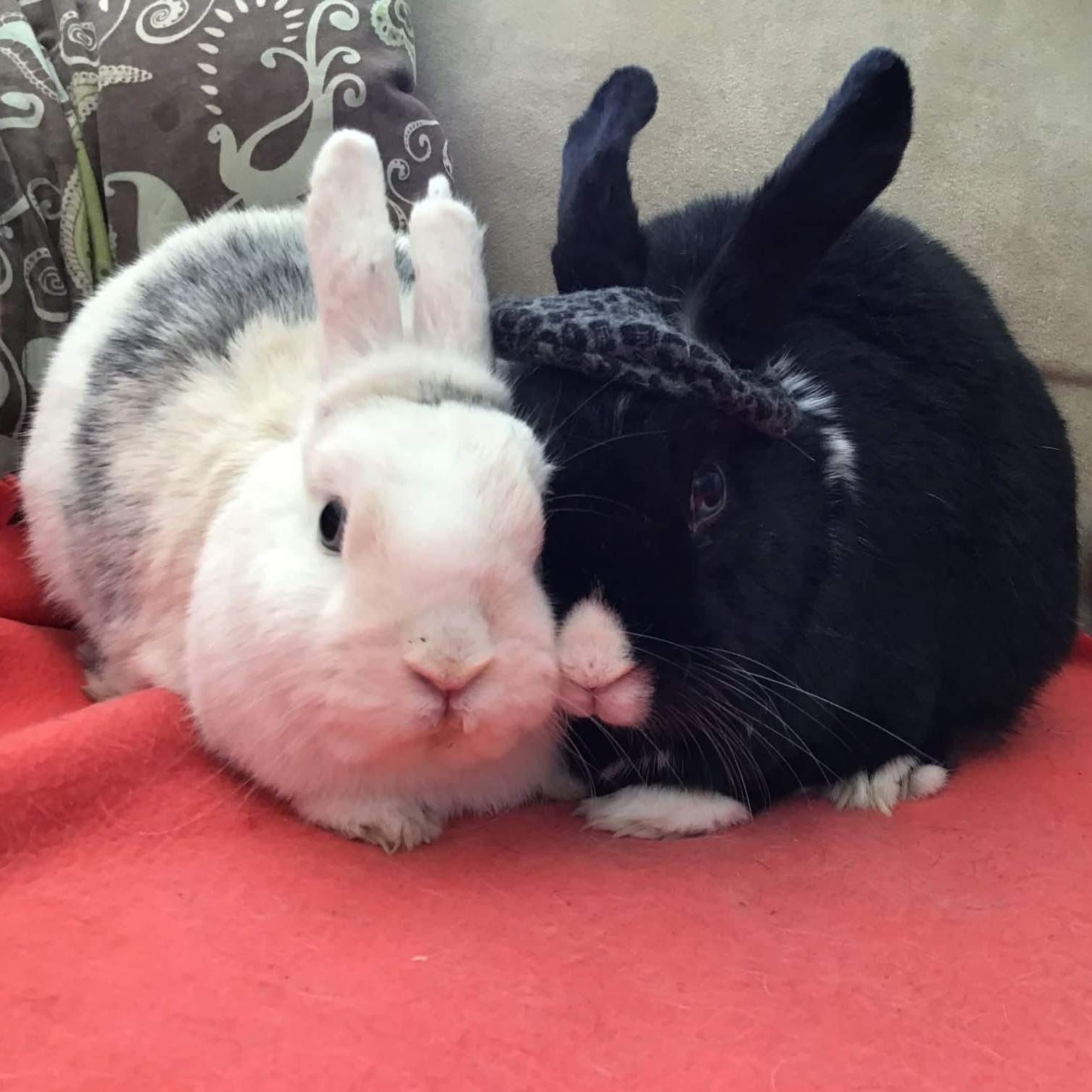 Enlarge Lightning (Bonded to Rosie), a ADOPTABLE mixed breed in Kemptville, ON image 3/4