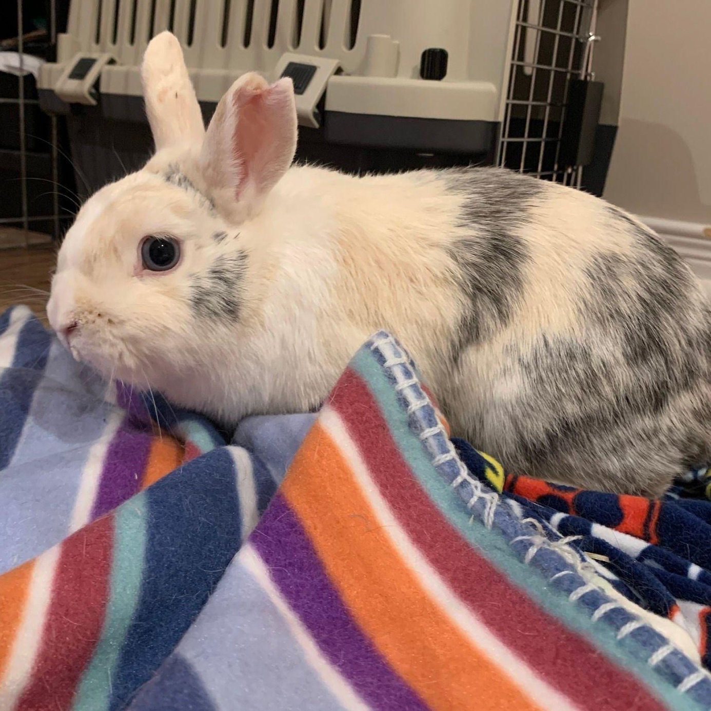 Enlarge Lightning (Bonded to Rosie), a ADOPTABLE mixed breed in Kemptville, ON image 4/4