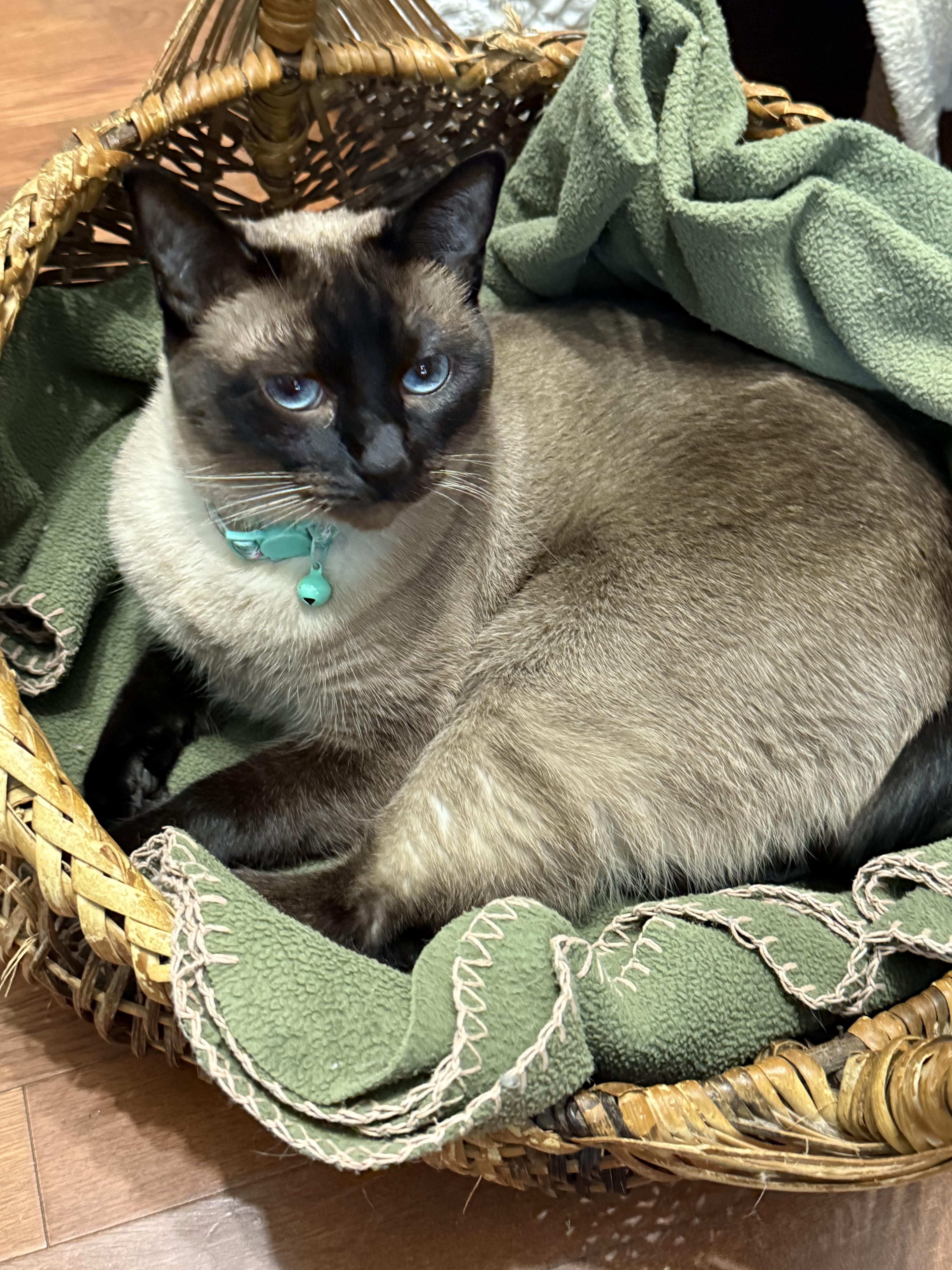 Enlarge Lily & Jasmine - Adopted, a Adopted Siamese in Tuscaloosa, AL image 6/6