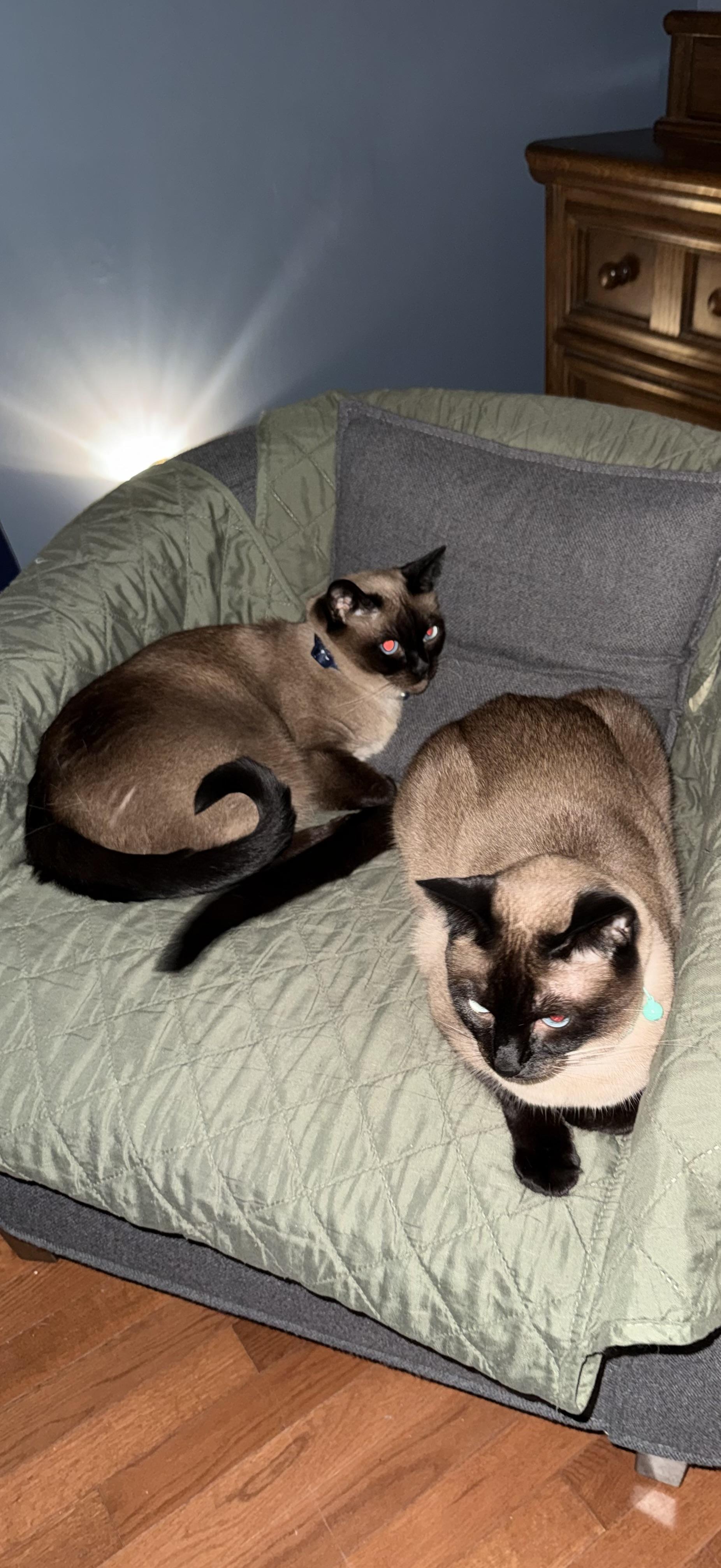 Lily & Jasmine - Adopted, Adopted, Adult Female Siamese.