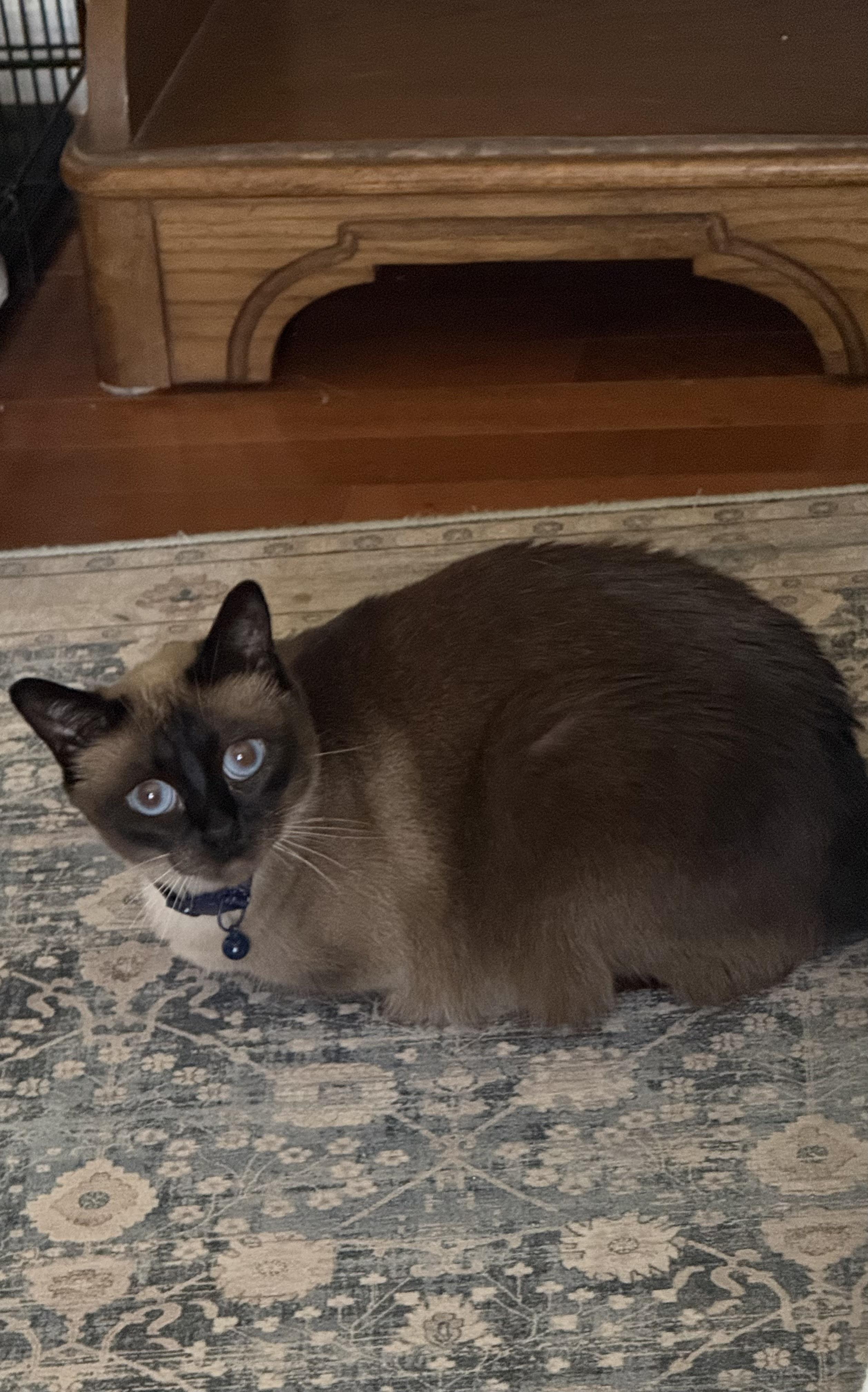 Enlarge Lily & Jasmine - Adopted, a Adopted Siamese in Tuscaloosa, AL image 4/6