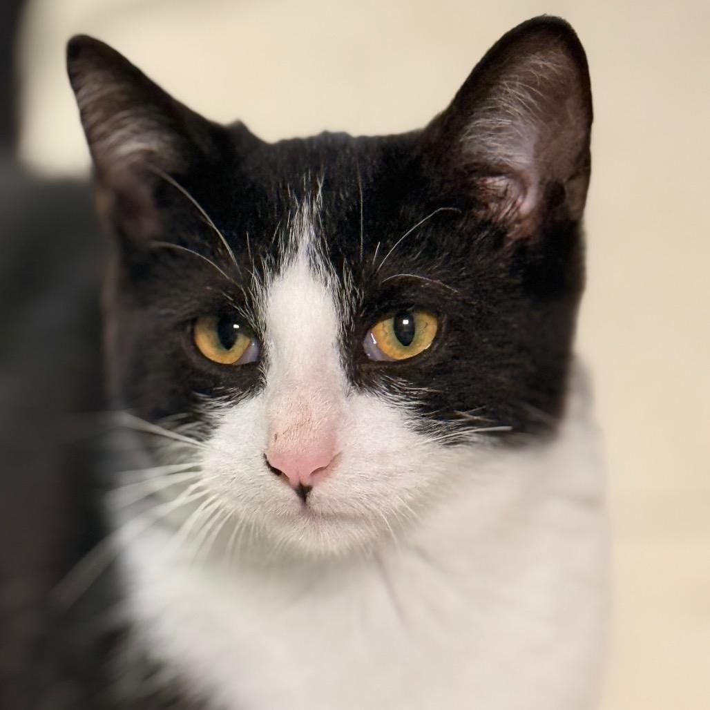 Poppy, a Adoptable Domestic Short Hair in Chariton, IA image 1/6