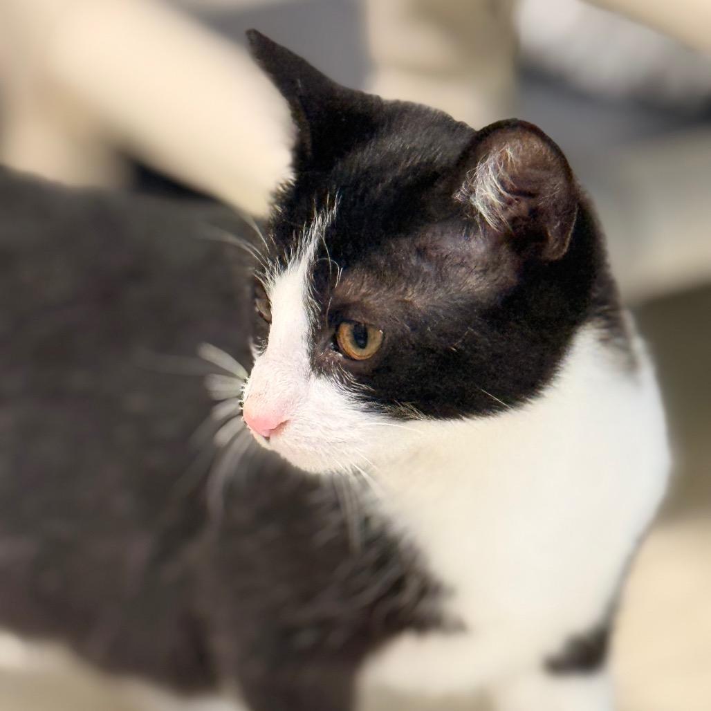 Poppy, a Adoptable Domestic Short Hair in Chariton, IA image 2/6