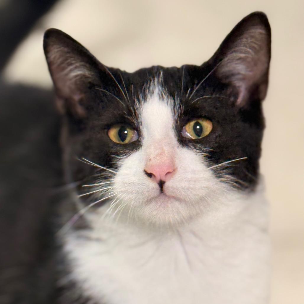 Poppy, a Adoptable Domestic Short Hair in Chariton, IA image 3/6