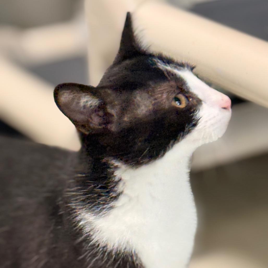 Poppy, a Adoptable Domestic Short Hair in Chariton, IA image 4/6