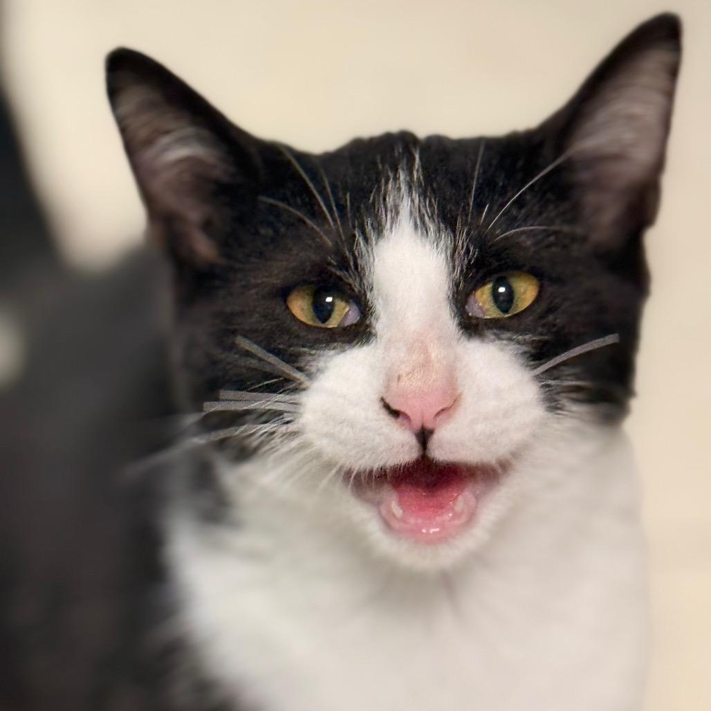 Poppy, a Adoptable Domestic Short Hair in Chariton, IA image 5/6