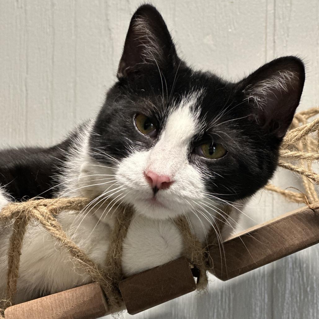 Poppy, a Adoptable Domestic Short Hair in Chariton, IA image 6/6