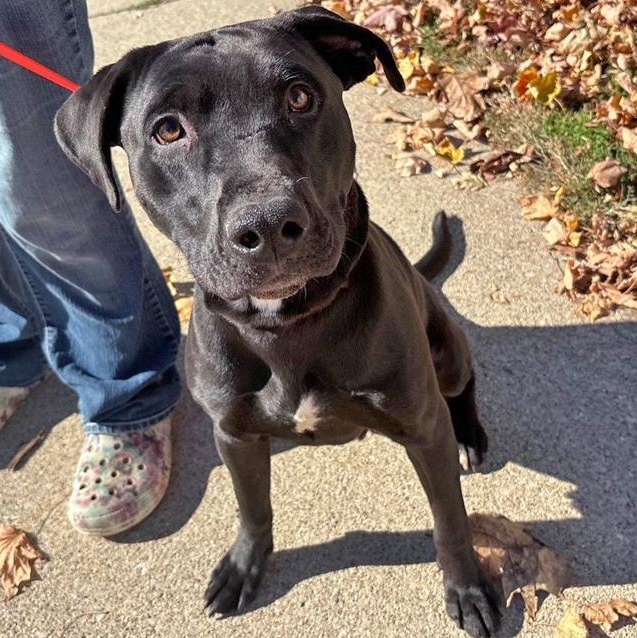 Enlarge Penguin, a Adoptable mixed breed in Columbus, IN image 2/3