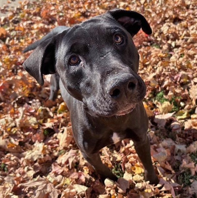 Enlarge Penguin, a Adoptable mixed breed in Columbus, IN image 3/3
