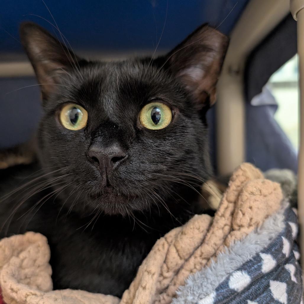 Enlarge Koda, a Adoptable Domestic Short Hair in York, PA image 2/6