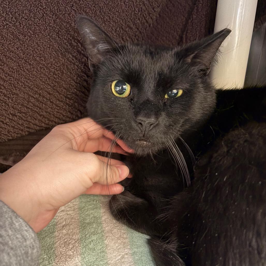 Enlarge Koda, a Adoptable Domestic Short Hair in York, PA image 3/6
