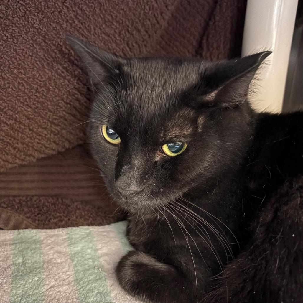 Enlarge Koda, a Adoptable Domestic Short Hair in York, PA image 4/6