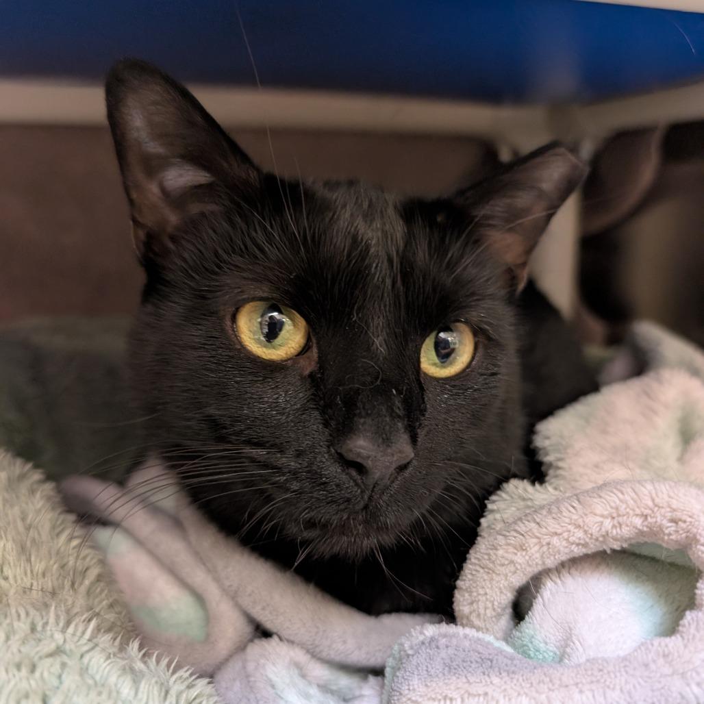 Enlarge Koda, a Adoptable Domestic Short Hair in York, PA image 5/6