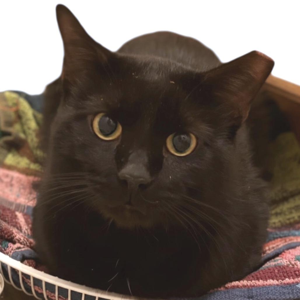 Enlarge Koda, a Adoptable Domestic Short Hair in York, PA image 6/6