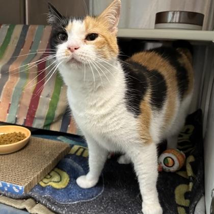 Roosevelt, Adoptable, Adult Female Domestic Short Hair & Domestic Short Hair.
