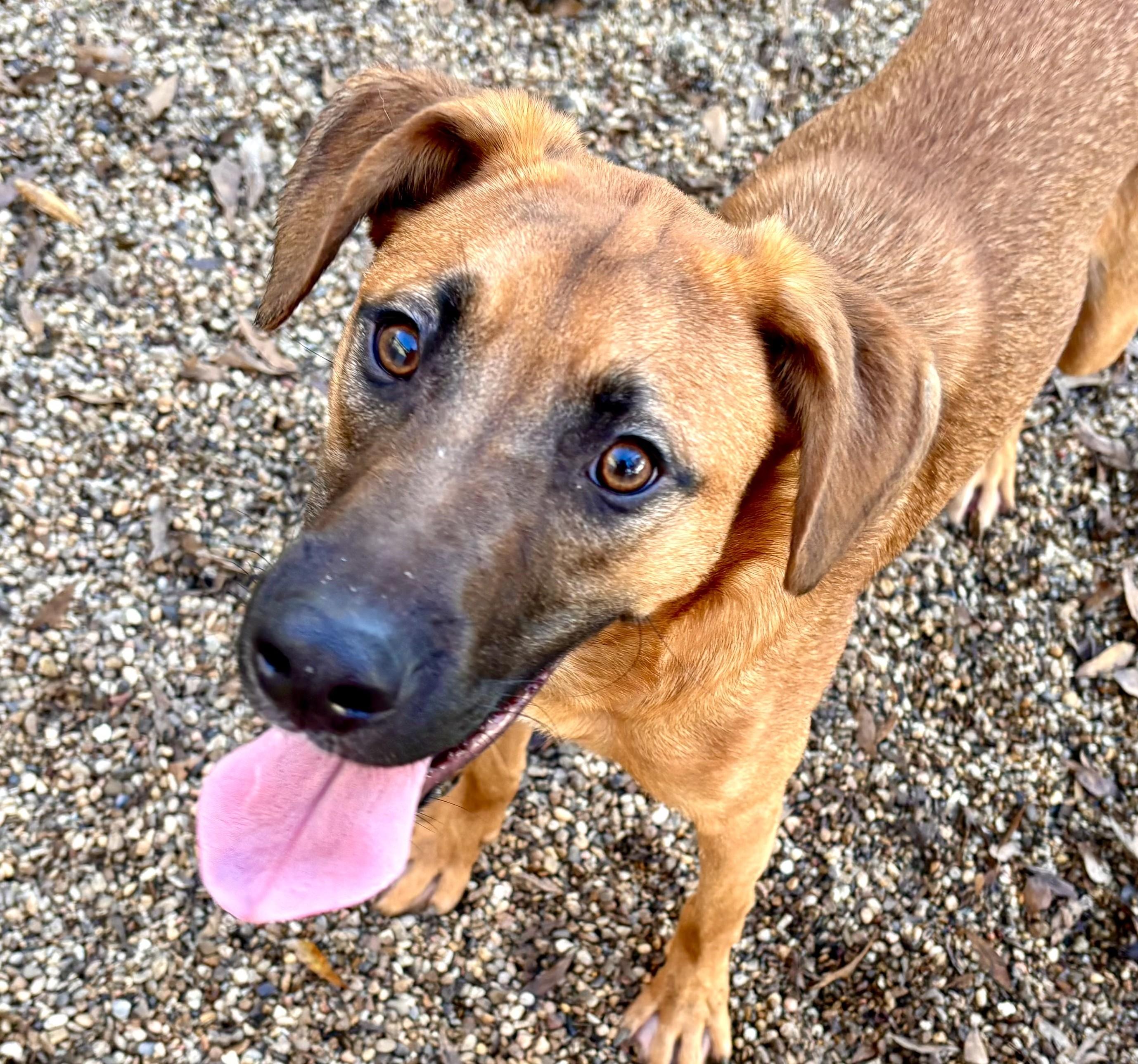 Harry Ranger thumbnail 2