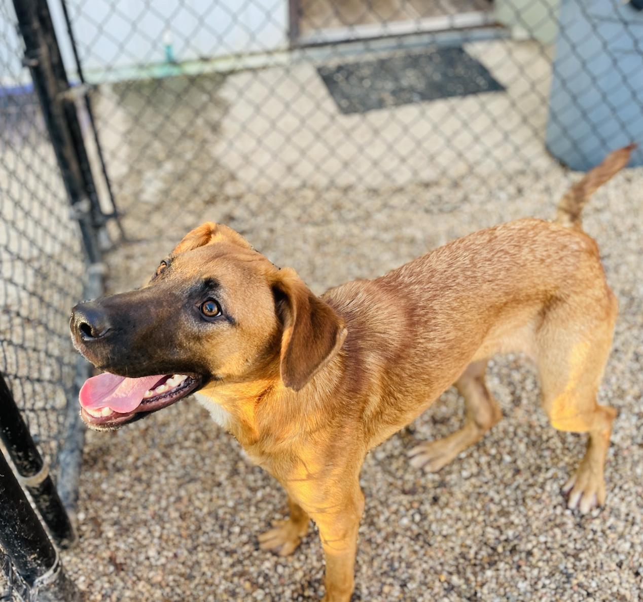 Harry Ranger thumbnail 3