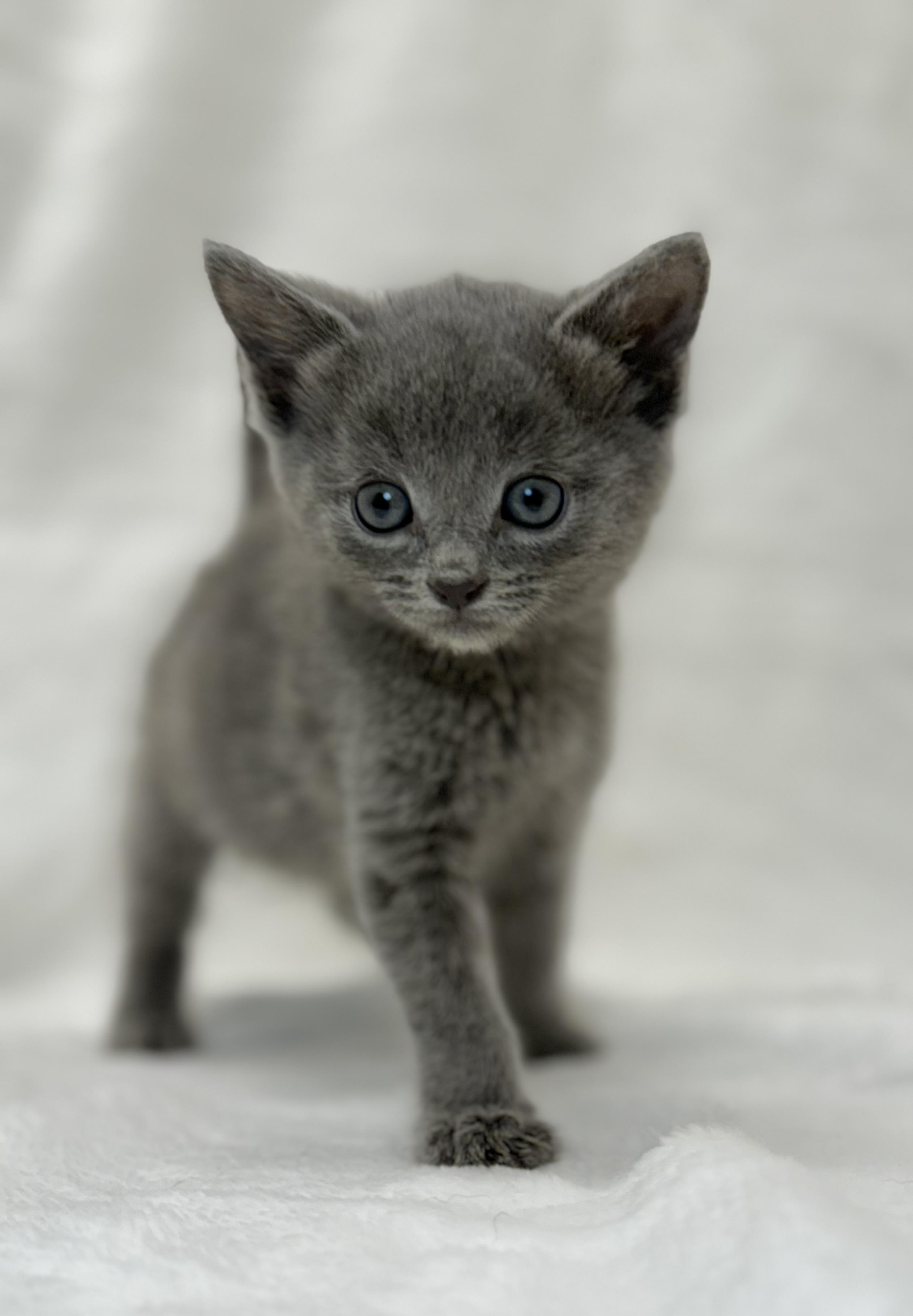 Grouper, a Adoptable Domestic Short Hair in Greensboro, NC image 2/6