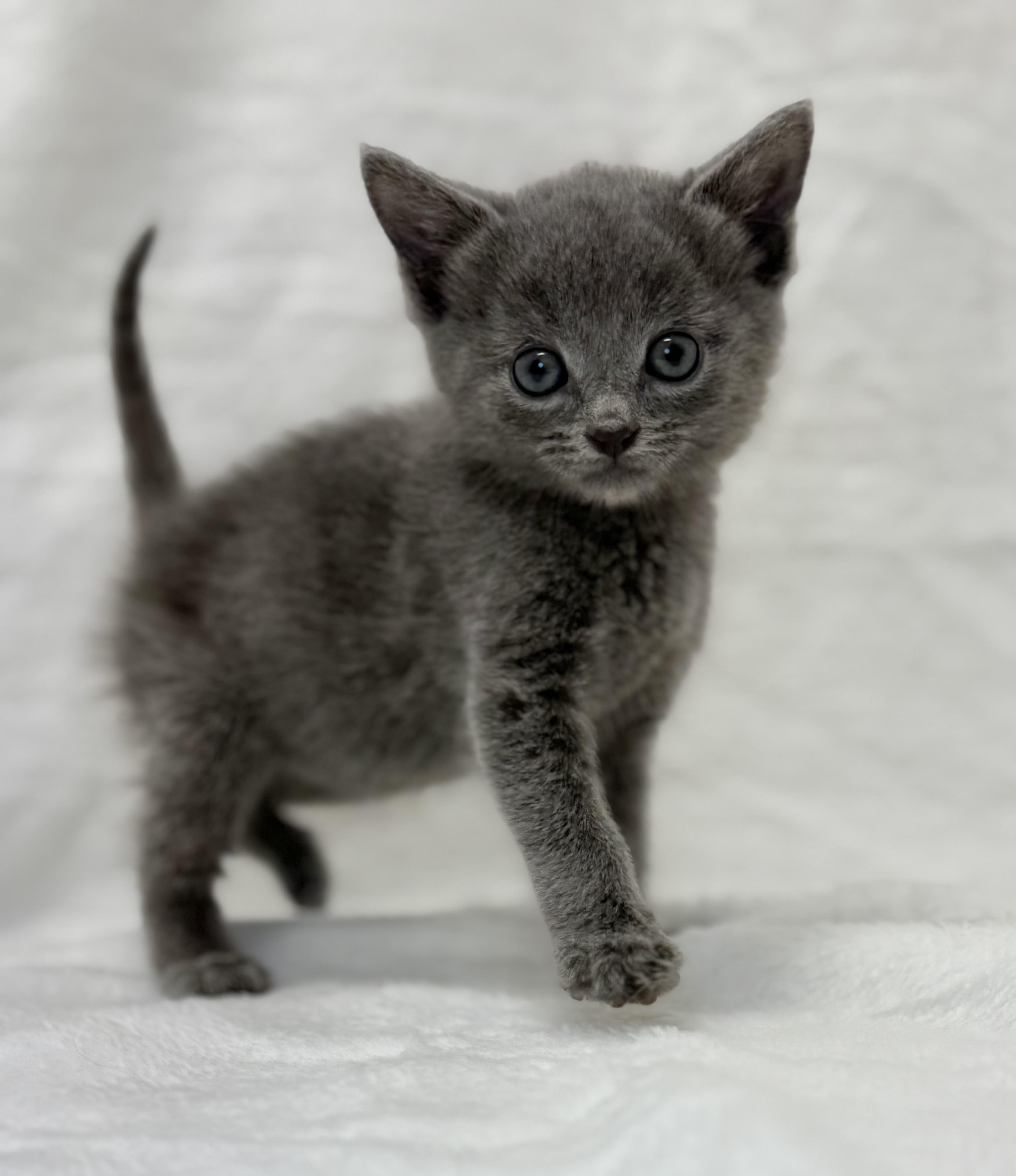 Grouper, a Adoptable Domestic Short Hair in Greensboro, NC image 4/6