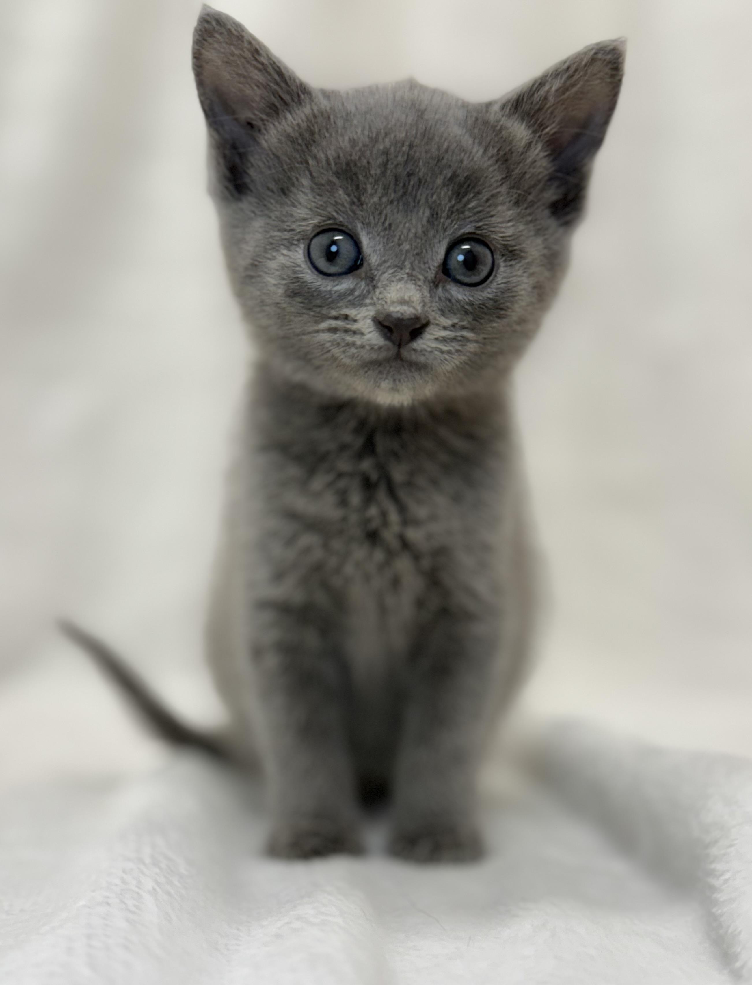 Grouper, a Adoptable Domestic Short Hair in Greensboro, NC image 1/6