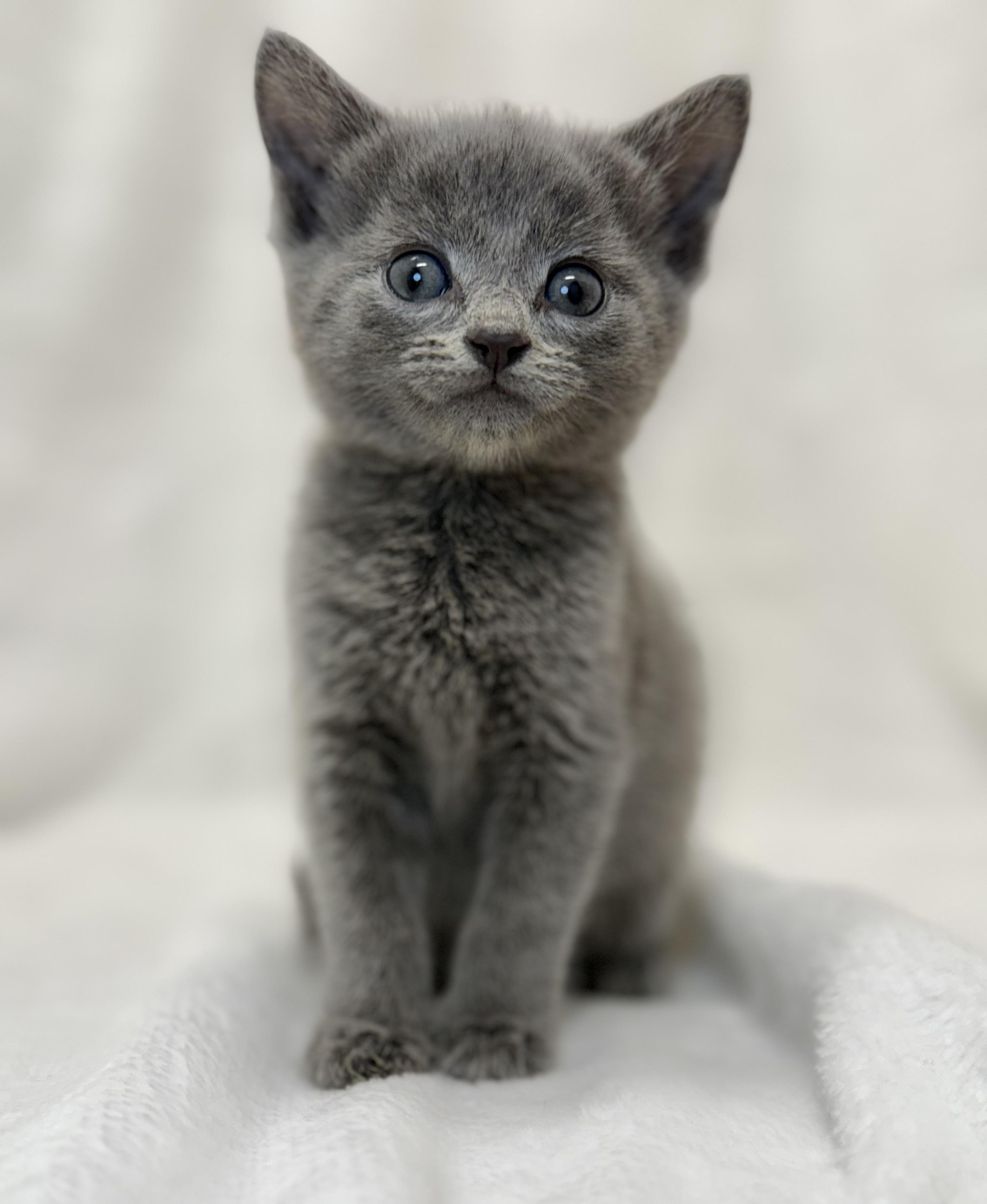 Grouper, a Adoptable Domestic Short Hair in Greensboro, NC image 6/6
