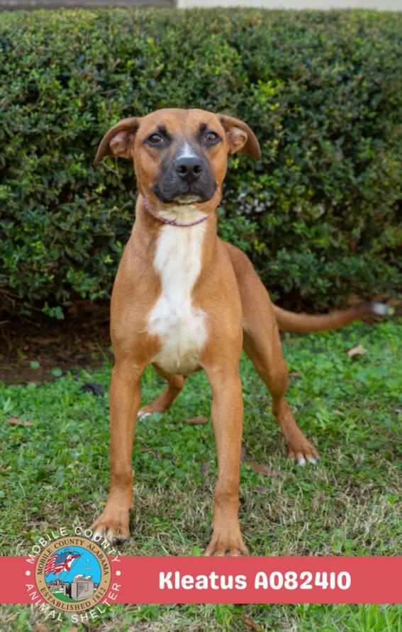 Enlarge KLEATUS, a Adoptable mixed breed in Mobile, AL image 1/2