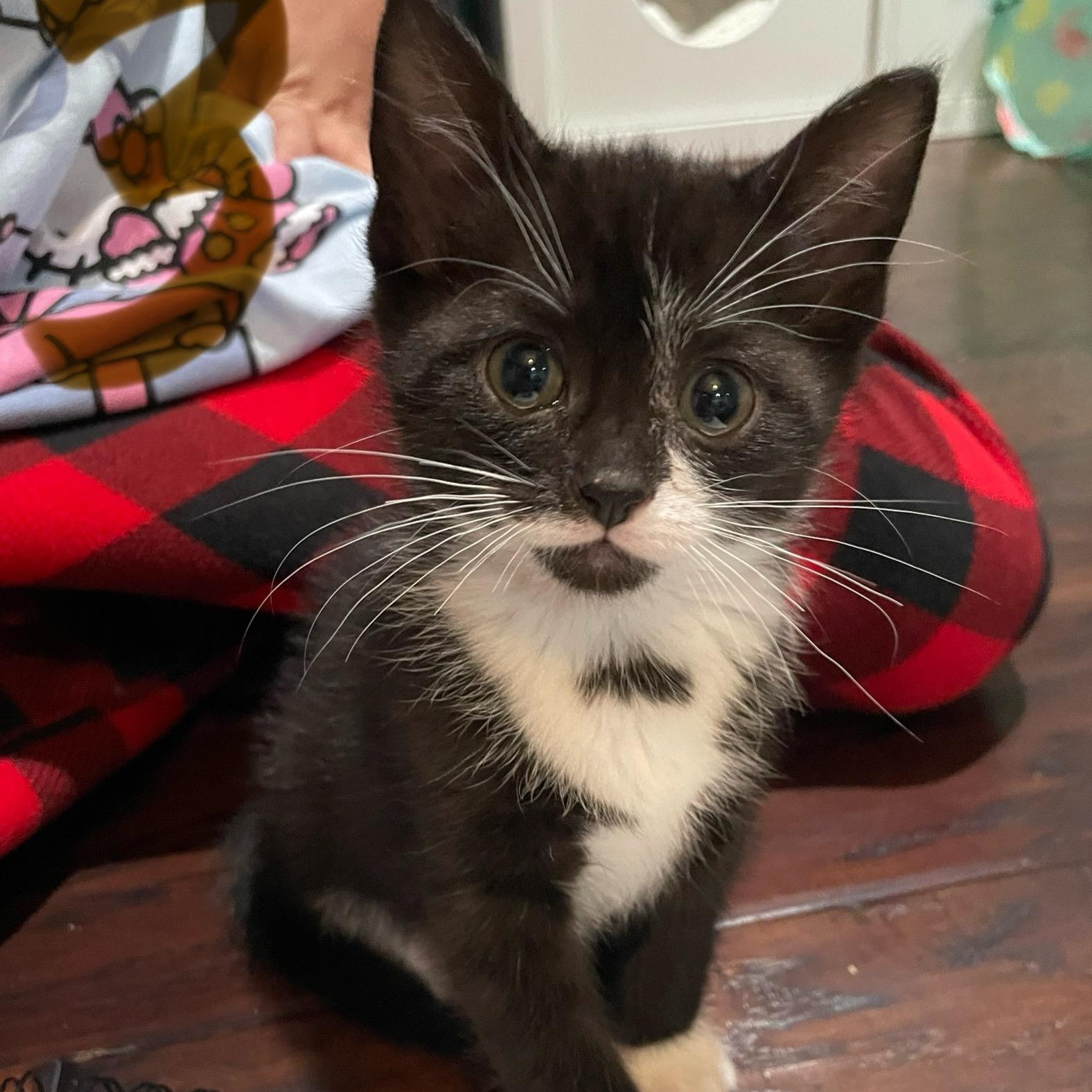 Nola, adoptable, Kitten Female Domestic Short Hair.