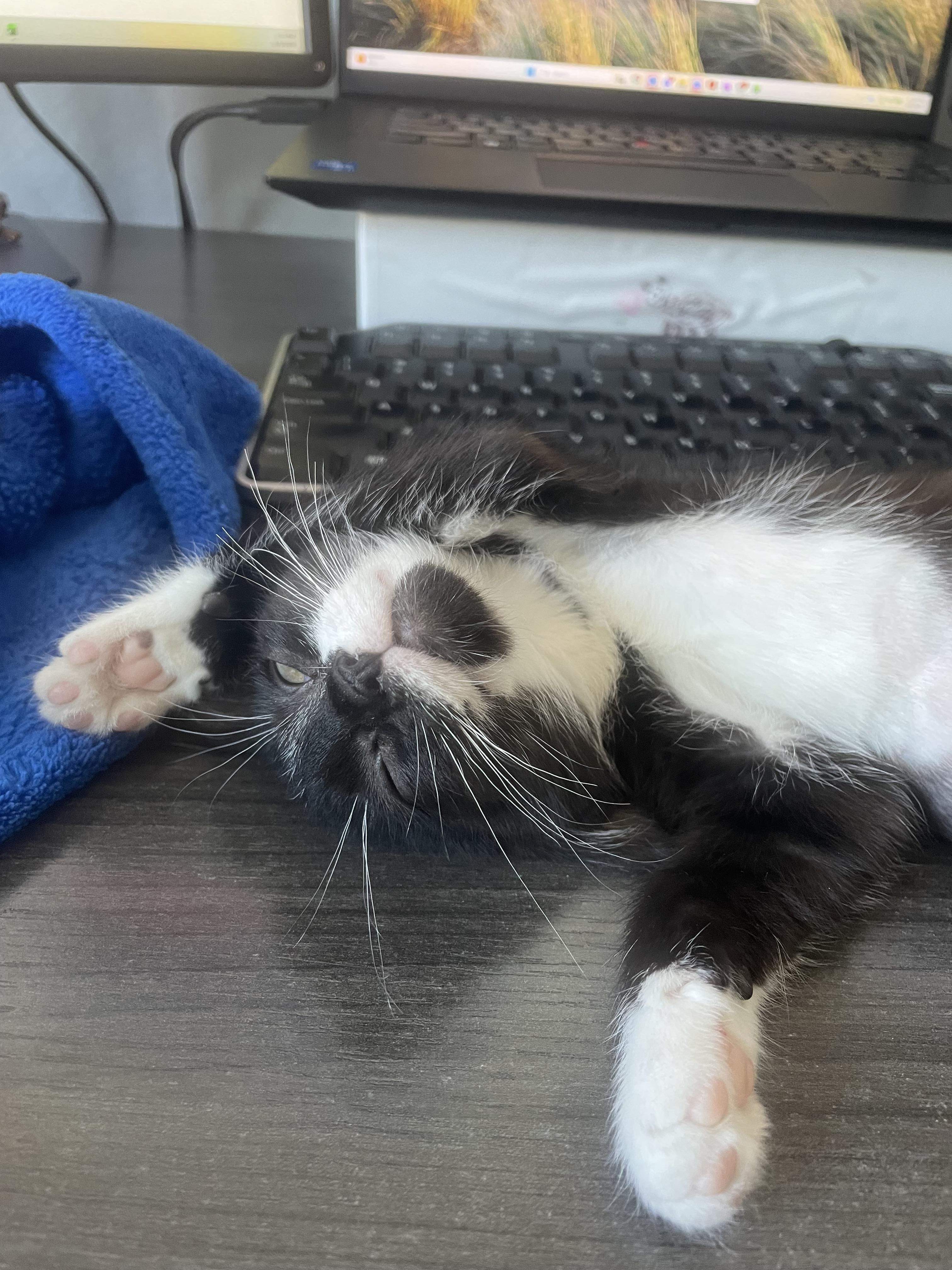 Enlarge Nola, an adoptable Domestic Short Hair in Haddon Heights, NJ image 2/5