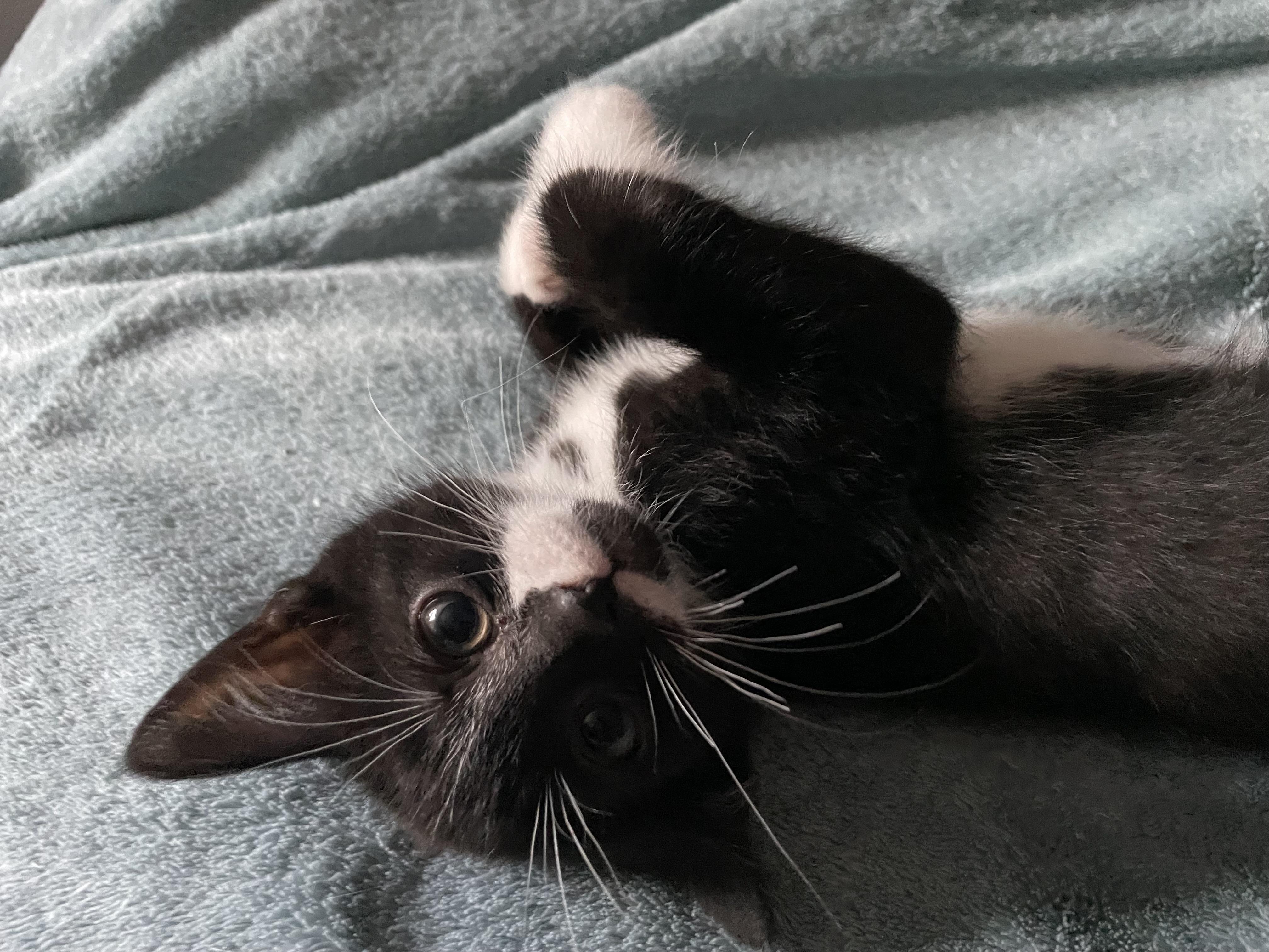 Enlarge Nola, an adoptable Domestic Short Hair in Haddon Heights, NJ image 4/5