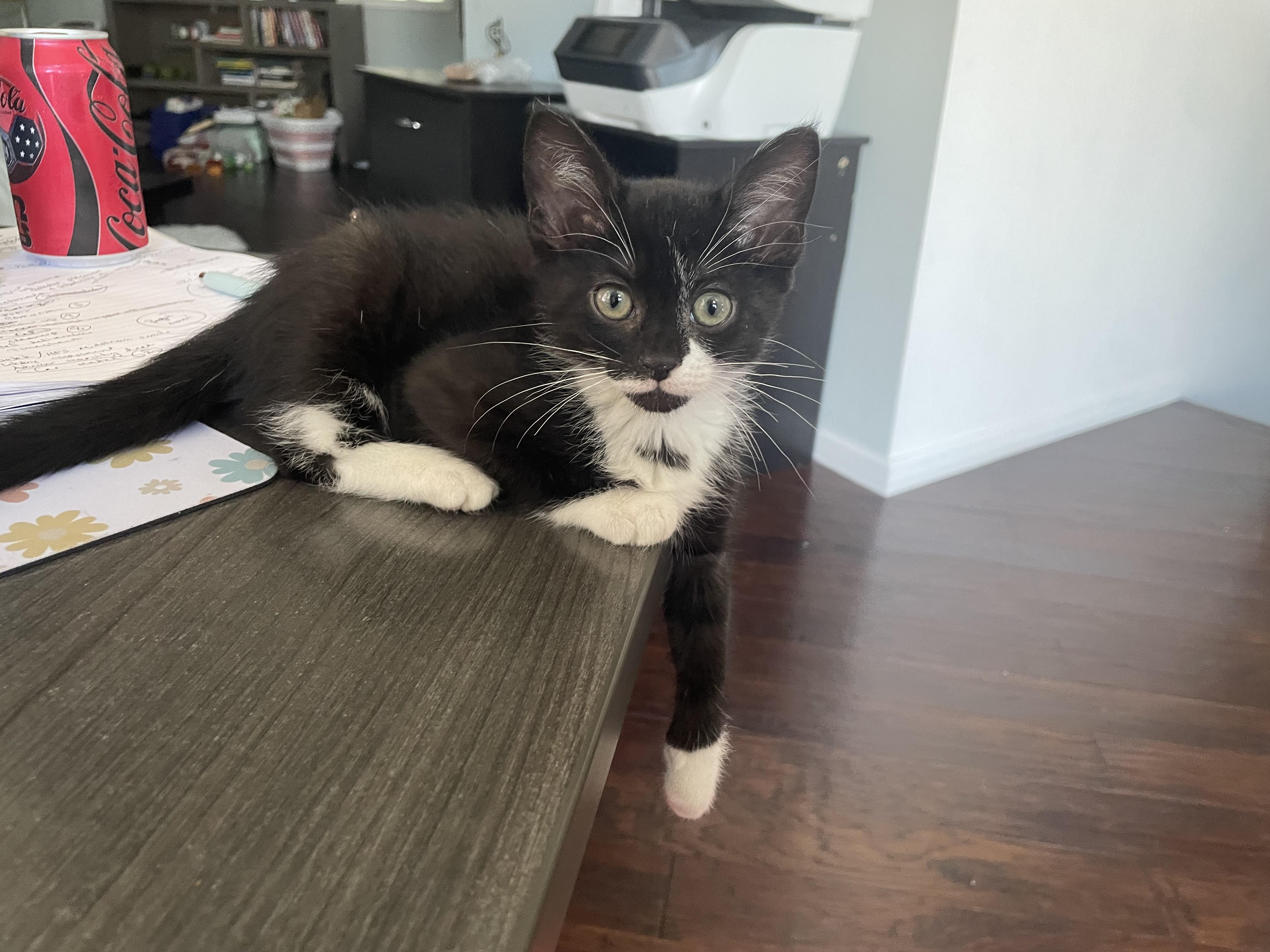 Enlarge Nola, an adoptable Domestic Short Hair in Haddon Heights, NJ image 3/5