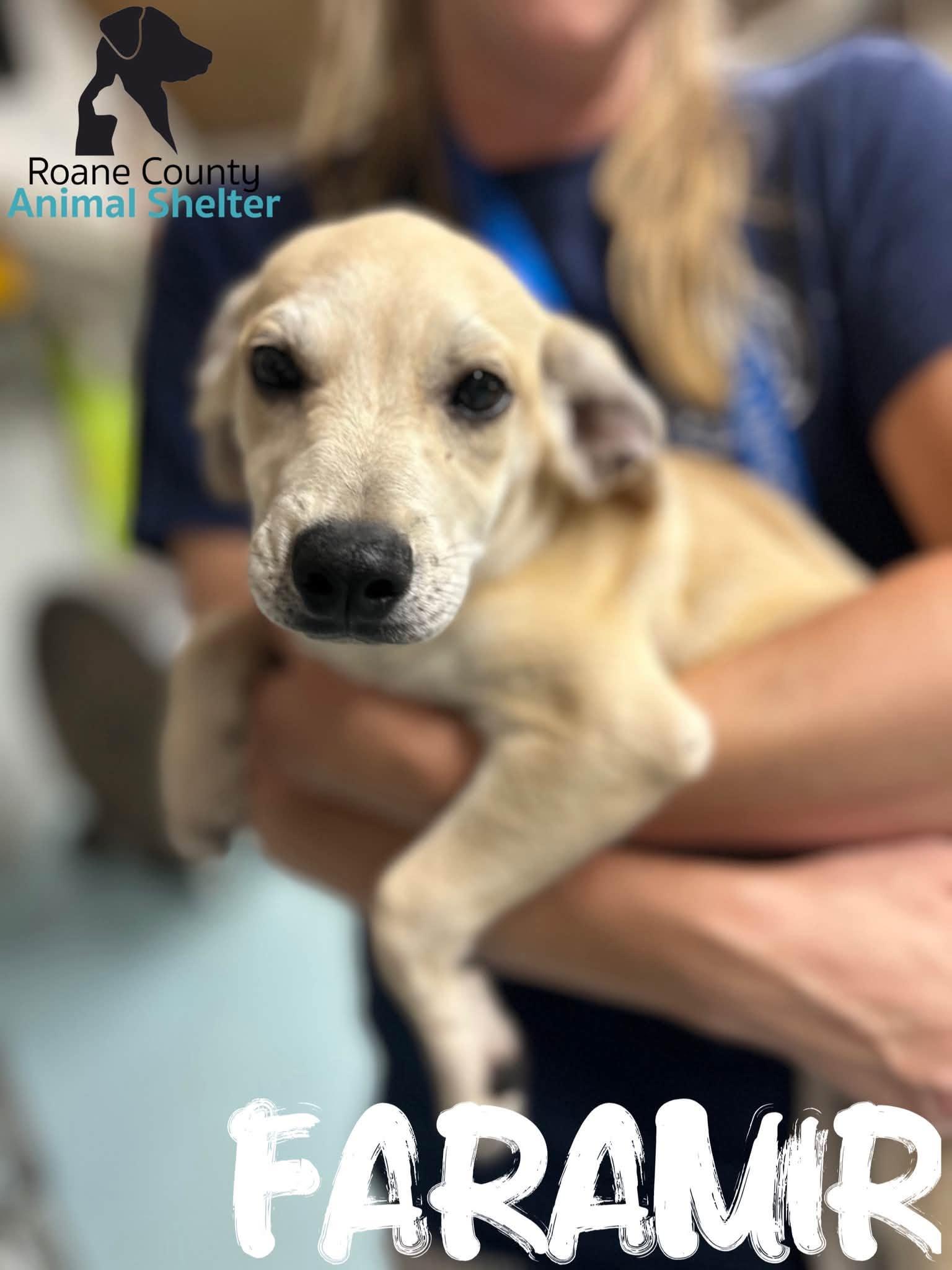 Faramir, Adopted, Puppy Male Chihuahua & Boxer.