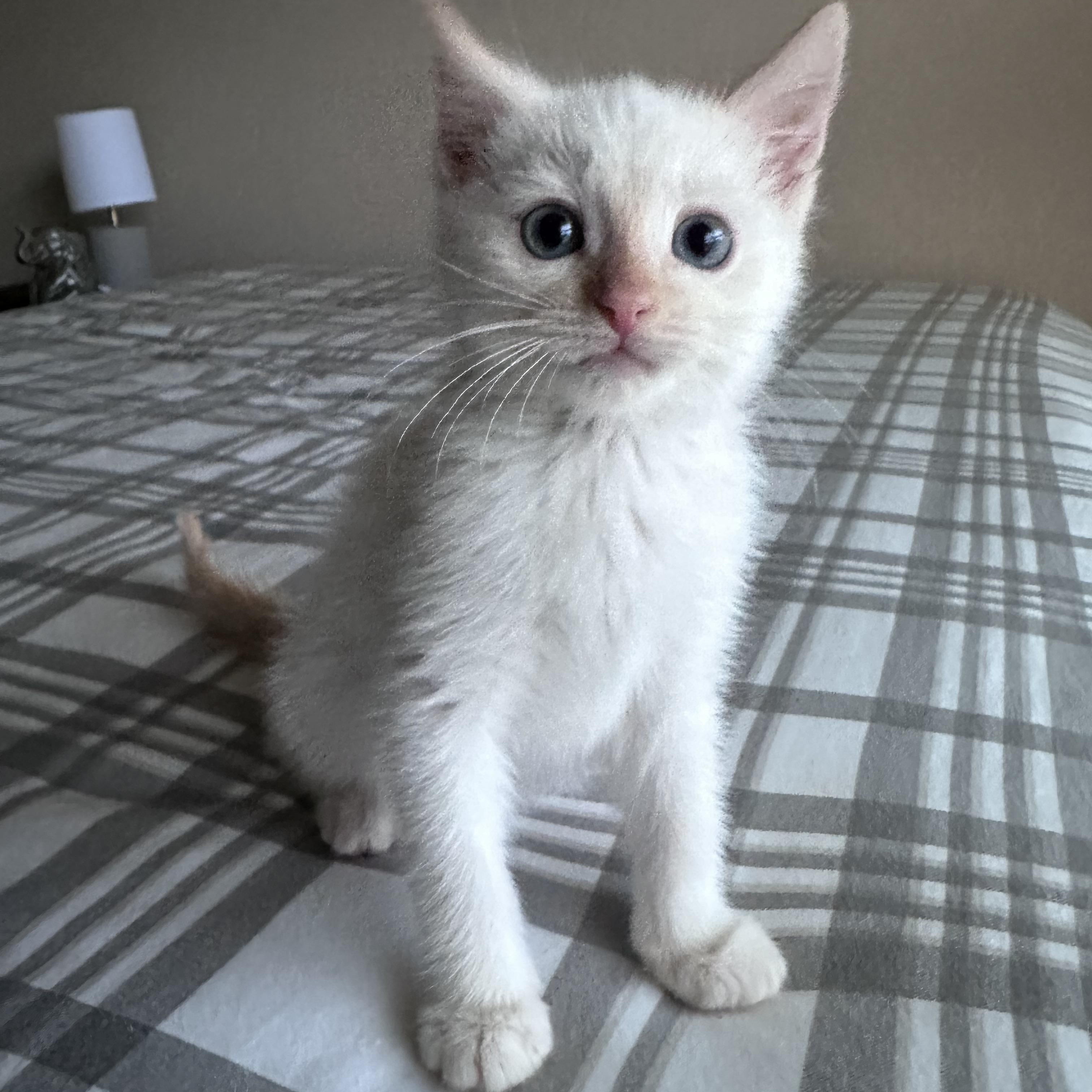 Toulouse, adopted, Kitten Male Siamese & Domestic Medium Hair.