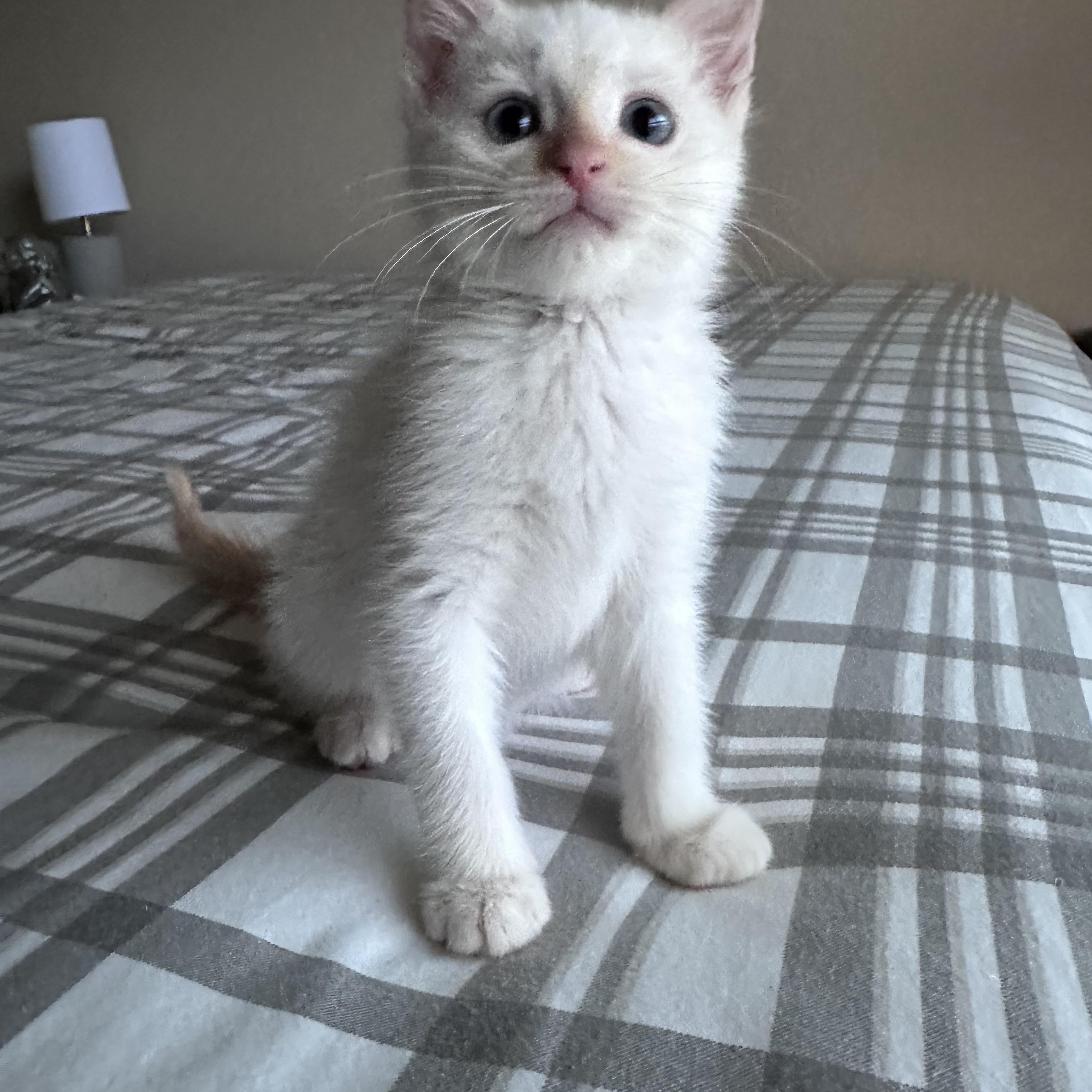 Enlarge Toulouse, an adopted mixed breed in White Lake, MI image 2/2