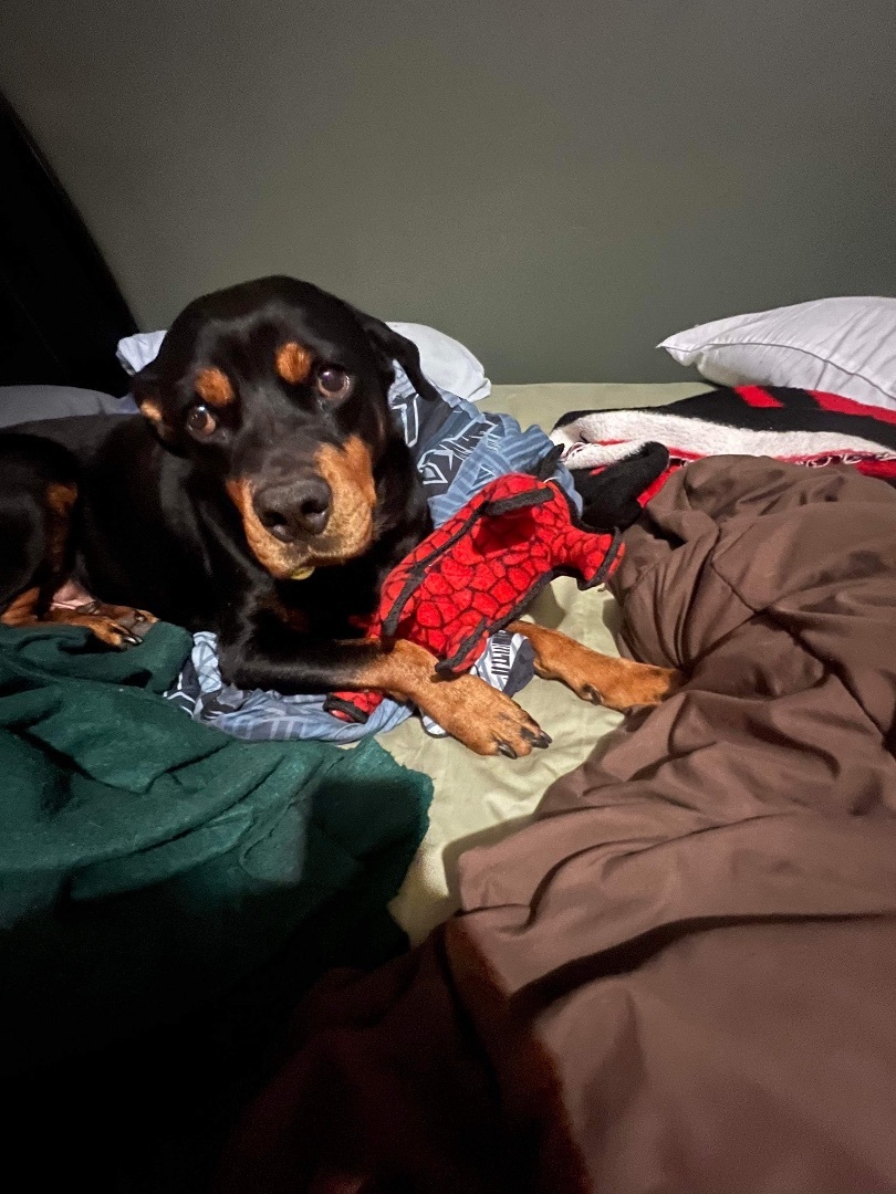 Enlarge Ahsoka, a Adoptable Rottweiler in McKinney, TX image 5/6