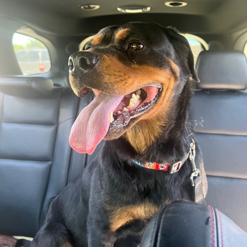 Ahsoka, Adoptable, Senior Female Rottweiler.