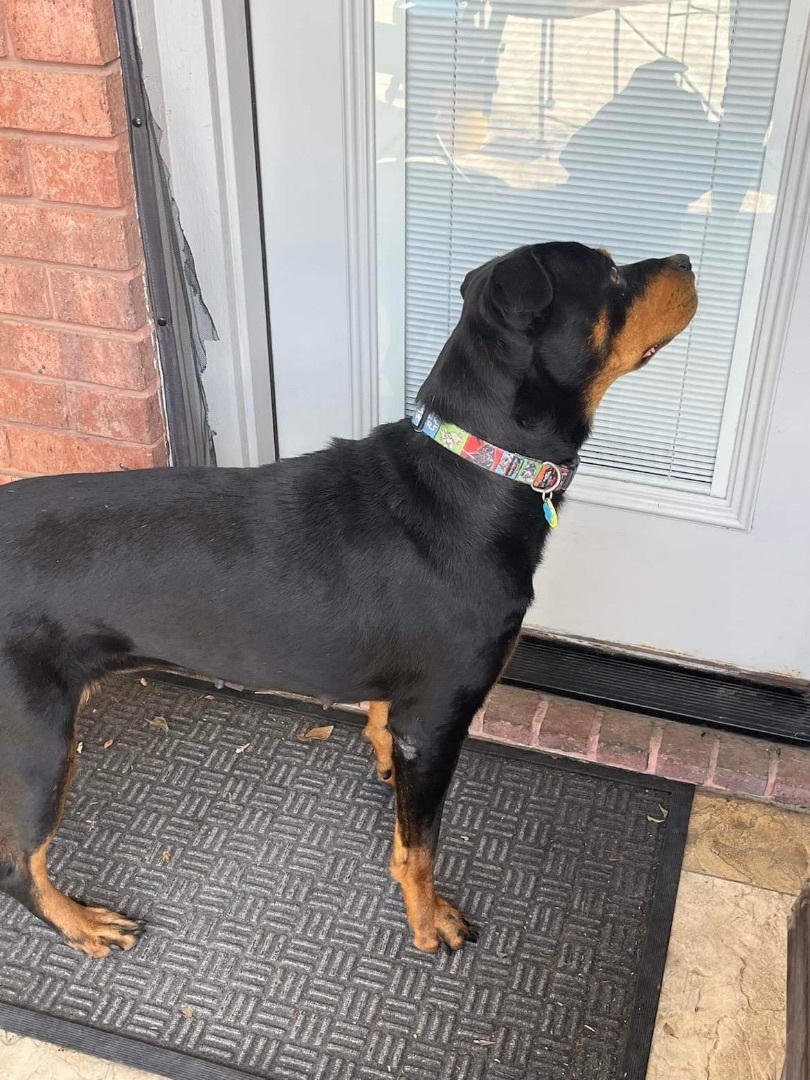 Enlarge Ahsoka, a Adoptable Rottweiler in McKinney, TX image 3/6