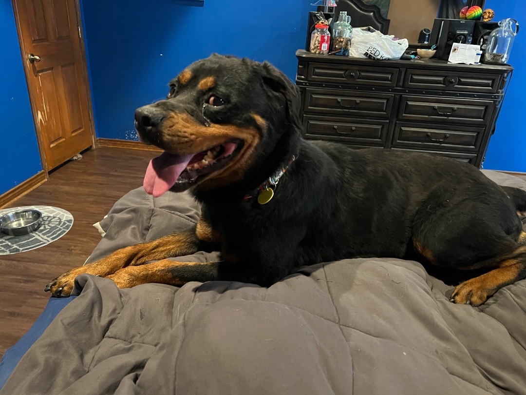 Enlarge Ahsoka, a Adoptable Rottweiler in McKinney, TX image 4/6