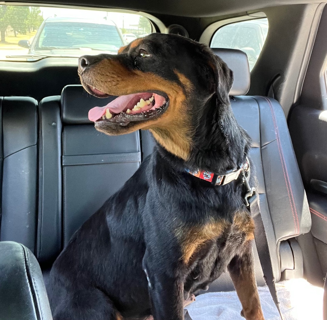 Enlarge Ahsoka, a Adoptable Rottweiler in McKinney, TX image 2/6