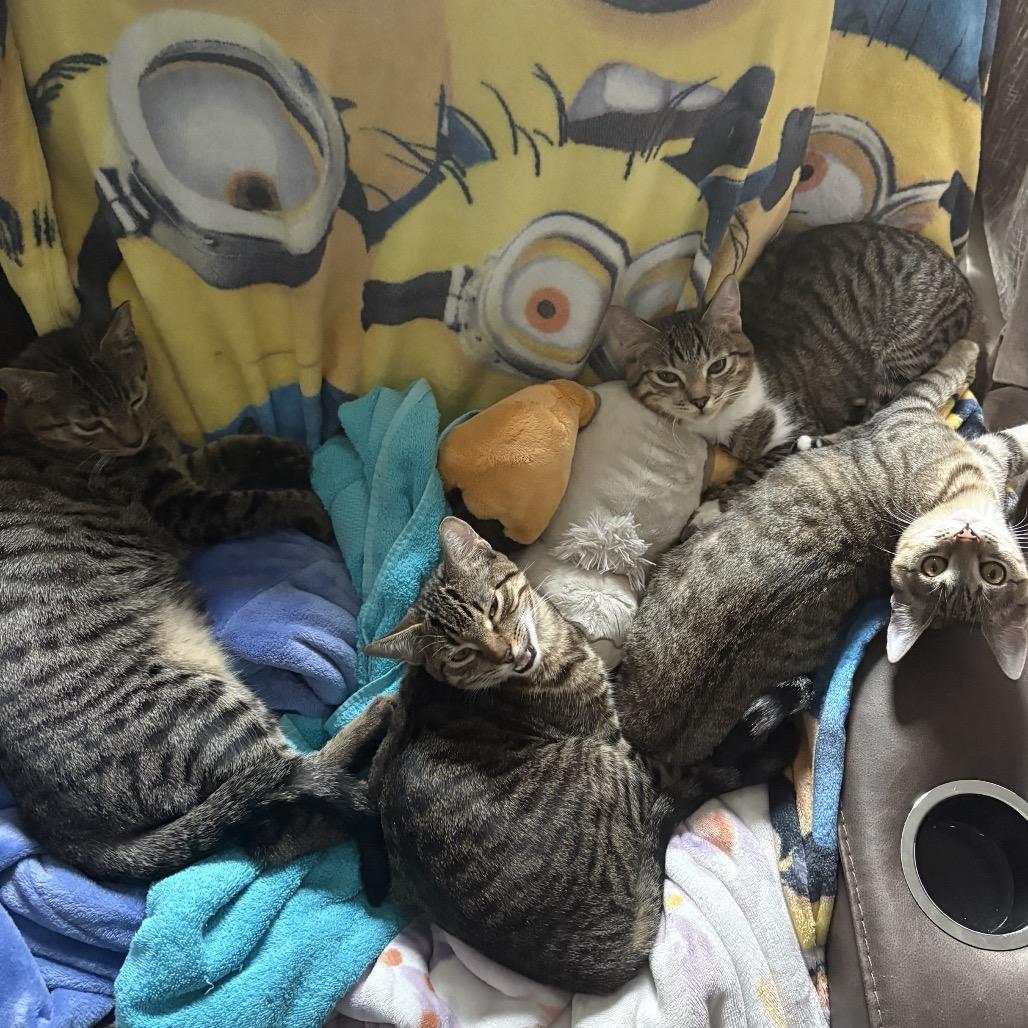 Mudsdale, a Adoptable Domestic Short Hair in Suisun City, CA image 1/6